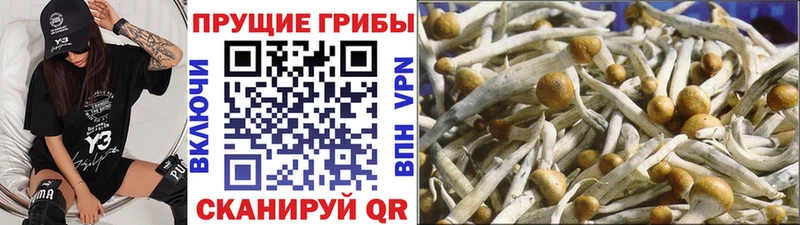 гидра   дарнет шоп  Махачкала  Галлюциногенные грибы мухоморы 